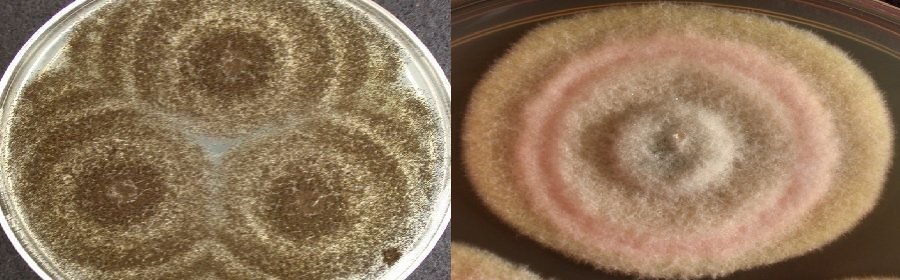 Learn All About EMSL